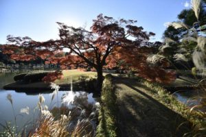 ［6］西日を背に浴びて、神々しく輝く楓の木