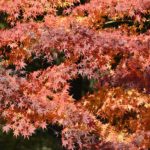 ［6］東京の紅葉の名所、六義園！