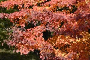 ［6］東京の紅葉の名所、六義園！