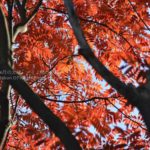 ［6］2014年の紅葉は例年よりも美しい！？