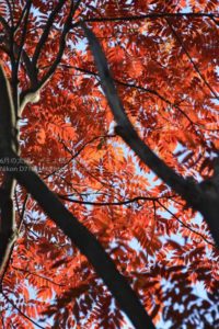 ［6］2014年の紅葉は例年よりも美しい！？