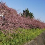 ［6］先取りの春を満喫するためのスペシャルプラン！？