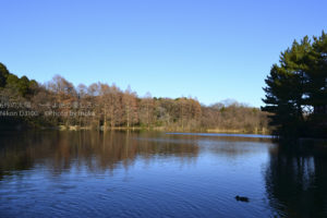 ［6］寒さを一層感じる冬の公園
