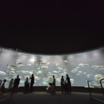 ［6］葛西臨海水族園で起きた異変と減り続けるマグロ