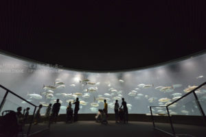 ［6］葛西臨海水族園で起きた異変と減り続けるマグロ