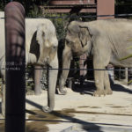 ［6］インドゾウとアフリカゾウの違い！？