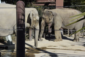 ［6］インドゾウとアフリカゾウの違い！？
