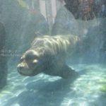 ［6］水中のアザラシとご対面！！