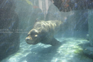 ［6］水中のアザラシとご対面！！