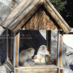 ［6］休日は家の中で家族団らん