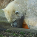 ［6］パンダじゃなくてシロクマがいい！？