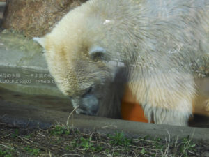 ［6］パンダじゃなくてシロクマがいい！？