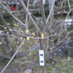 ［6］神社の境内に彩りを与える蝋梅の花