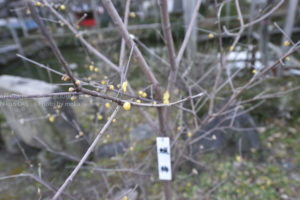 ［6］神社の境内に彩りを与える蝋梅の花