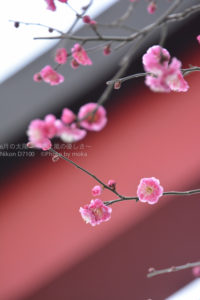 ［6］梅香る季節まであと少し