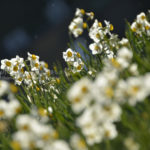 ［6］冬を彩る水仙まつり