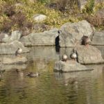 ［6］公園の鴨