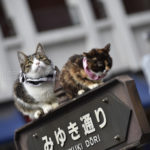 ［6］留守番ネコ！？