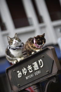 ［6］留守番ネコ！？