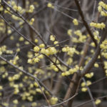 ［6］蝋梅の香りに誘われて