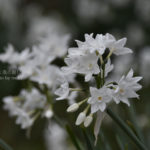 ［6］水仙の花に吸い寄せられて