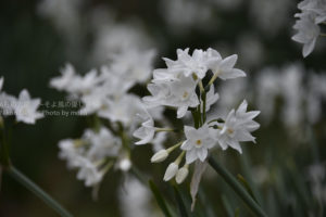 ［6］水仙の花に吸い寄せられて