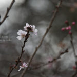 ［6］梅に続いて桜！？