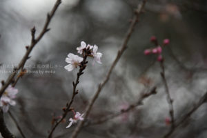 ［6］梅に続いて桜！？