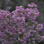 ［6］紫色の花は、なんていう名前！？