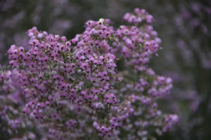 ［6］紫色の花は、なんていう名前！？