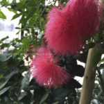 ［6］温室に咲く花々