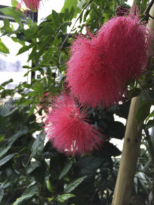 ［6］温室に咲く花々