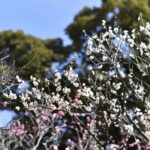 ［6］小石川後楽園の梅は六分咲き！？