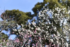 ［6］小石川後楽園の梅は六分咲き！？