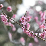 ［6］梅の花の香りも楽しむ！！