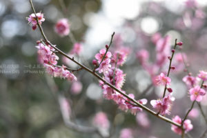 ［6］梅の花の香りも楽しむ！！
