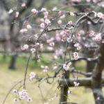 ［6］晴れ時々梅、時よりほのかな香りがするでしょう