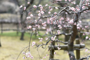 ［6］晴れ時々梅、時よりほのかな香りがするでしょう