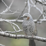 ［6］鳥さん達、いい表情をしてますね！