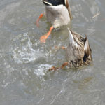 ［6］見事なシンクロ！！