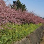 ［6］春を求めて伊豆に舞い降りた！！