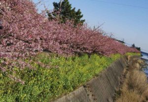 ［6］春を求めて伊豆に舞い降りた！！