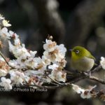［6］メジロが遊ぶ