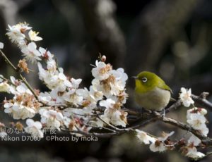 ［6］メジロが遊ぶ