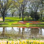 ［6］昭和記念公園のチューリップ畑