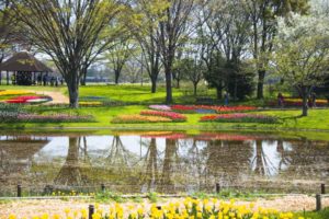 ［6］昭和記念公園のチューリップ畑