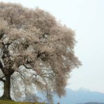 ［6］八ヶ岳を背負ったエドヒガン桜