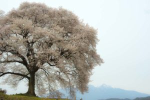 ［6］八ヶ岳を背負ったエドヒガン桜