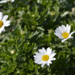 ［6］足元から広がる東京の春