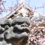 ［6］梅の花と神社のコラボレーション